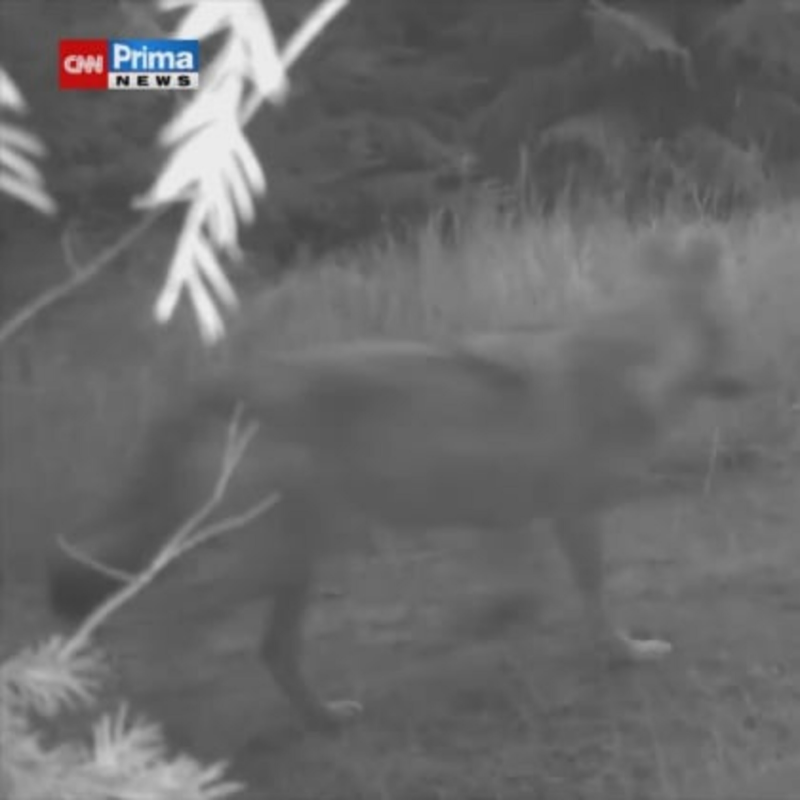 Obrázek epizody Vlk zabloudil mezi domy