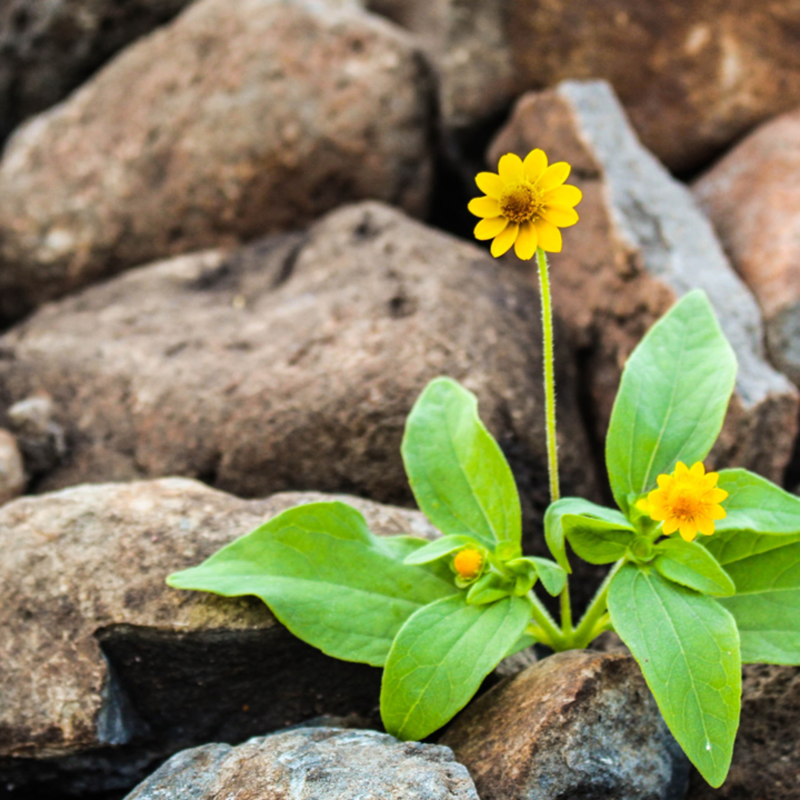Obrázek epizody Vzkříšení: obnova vztahů a přírody (kázání)