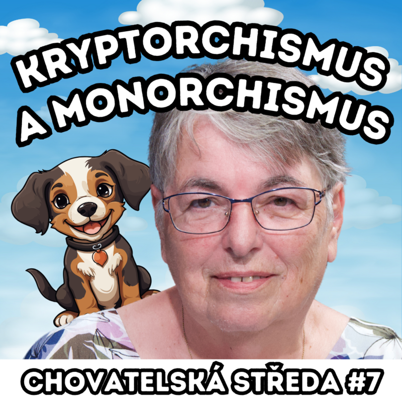 Obrázek epizody 👩⚕️Kryptorchismus a monorchismus👩⚕️| Chovatelská středa #7