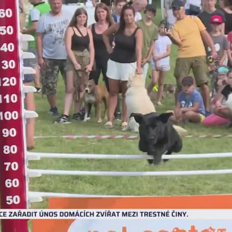 Obrázek epizody Psí olympiáda ve skoku do výšky (zdroj: CNN Prima NEWS)
