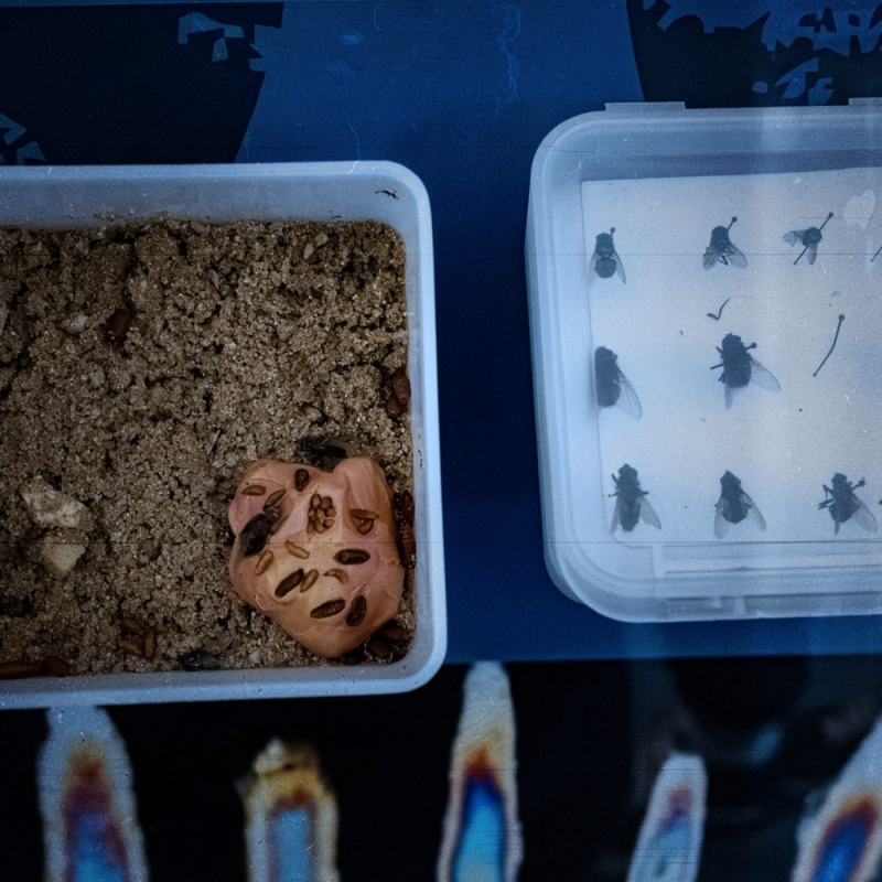 Obrázek epizody Vajíčka, larvy, hmyz aneb Forenzní entomologie pod mikroskopem