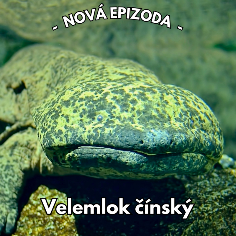 Obrázek epizody 29: Prastarý obr, který se skrývá v čínských řekách