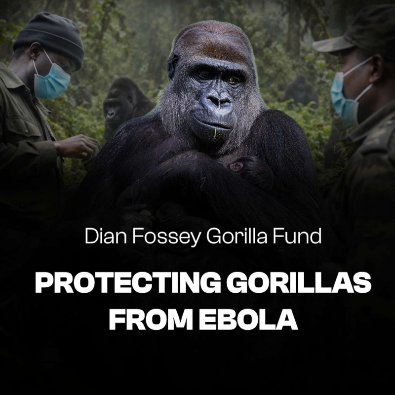 Obrázek epizody Dian Fossey Saved Them from Extinction. Now They Face a New Threat.