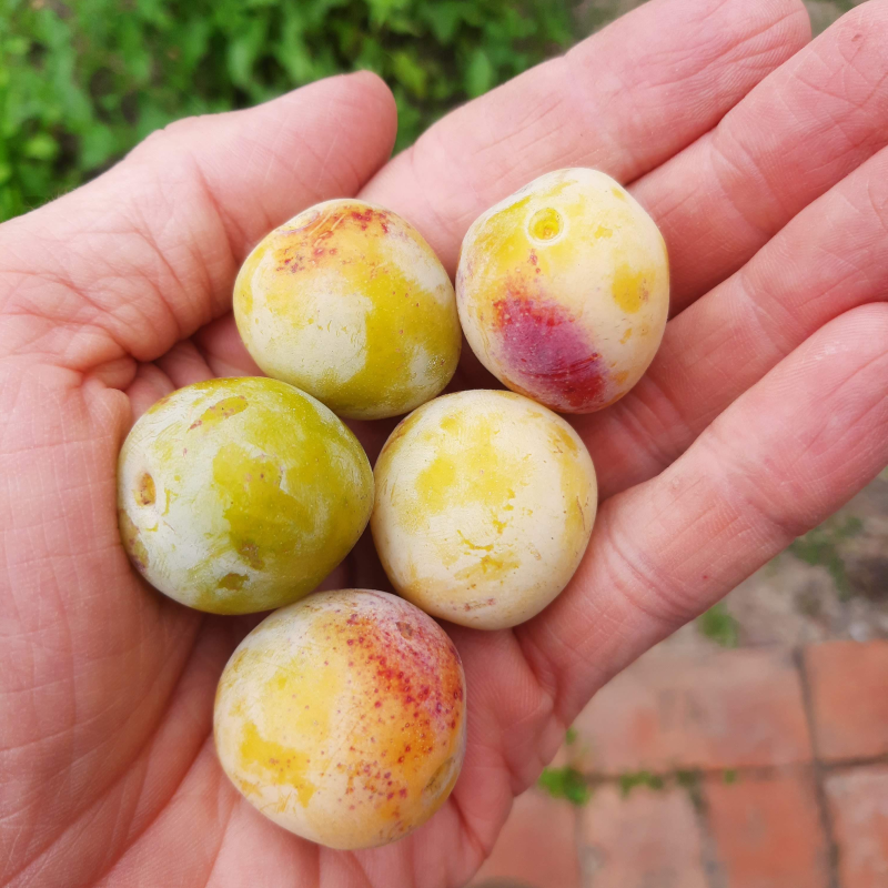 Obrázek epizody #14: Ovoce v krajině