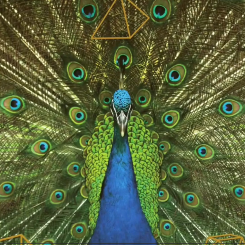 Obrázek epizody #47 Sedm zákonů přírody | přednáška