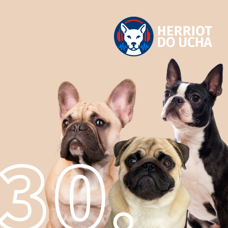 Obrázek epizody #30 Plemena, která trpí za svou roztomilost - MVDr. Vojta Novák