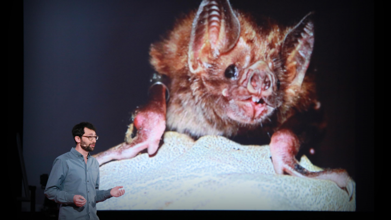 Obrázek epizody What vaccinating vampire bats can teach us about pandemics | Daniel Streicker