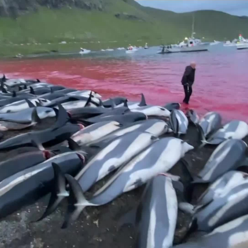 Obrázek epizody Lovci za jeden den usmrtili přes 1400 delfínů