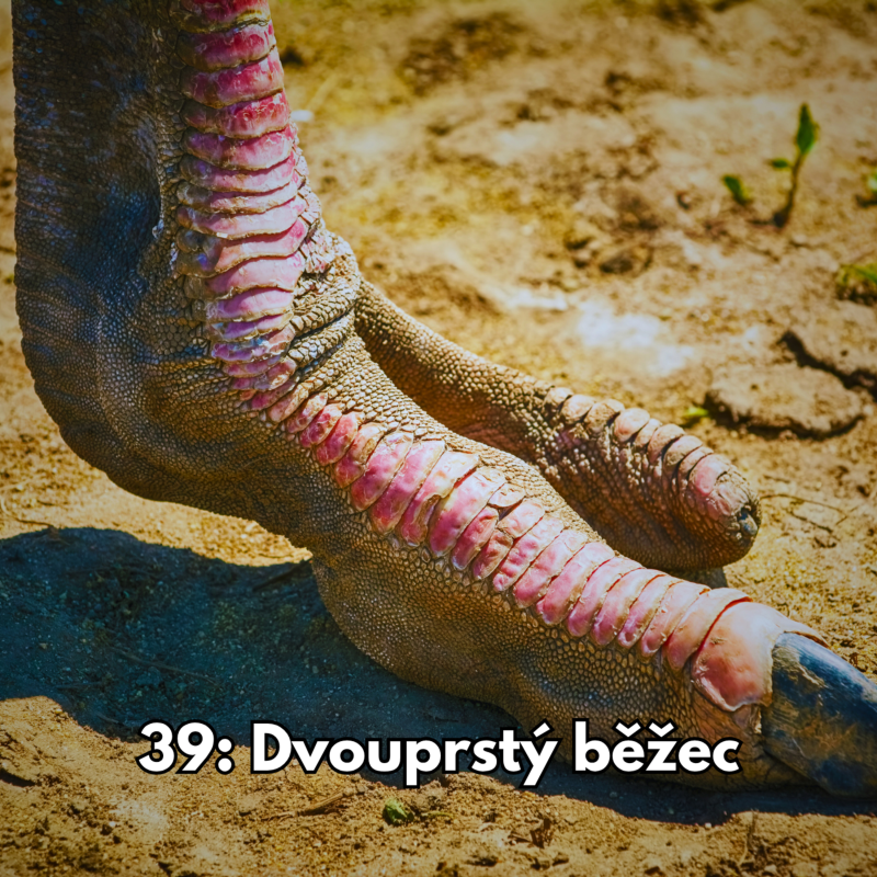 Obrázek epizody 39: Dvouprstý běžec