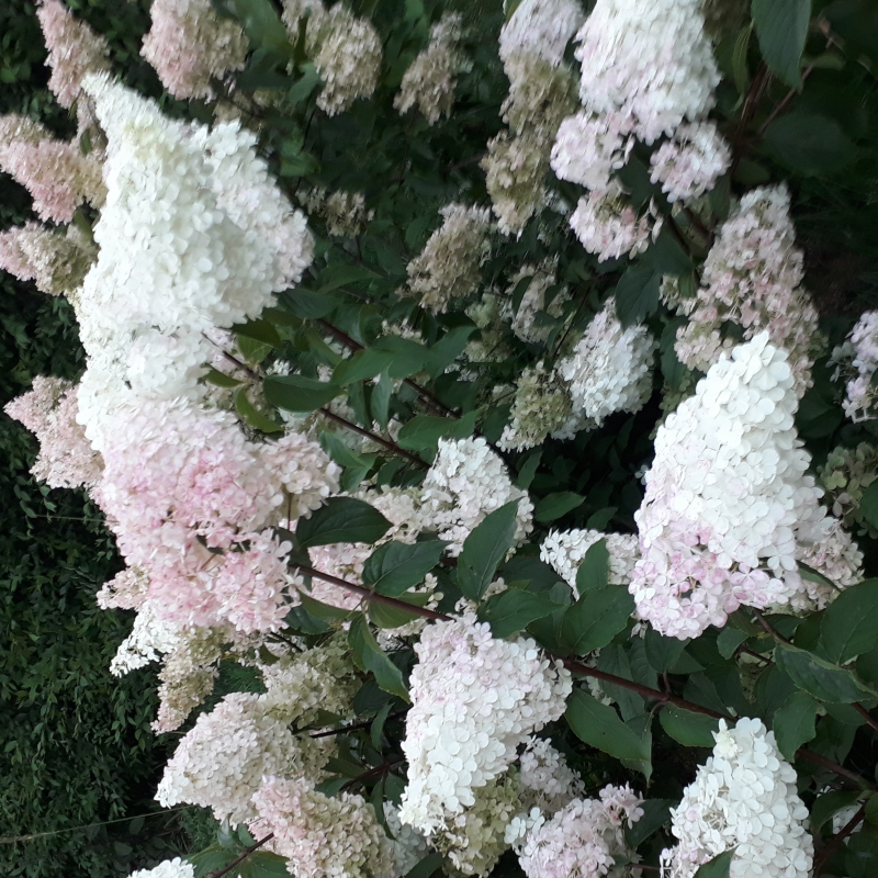 Obrázek epizody Pozdrav podcast