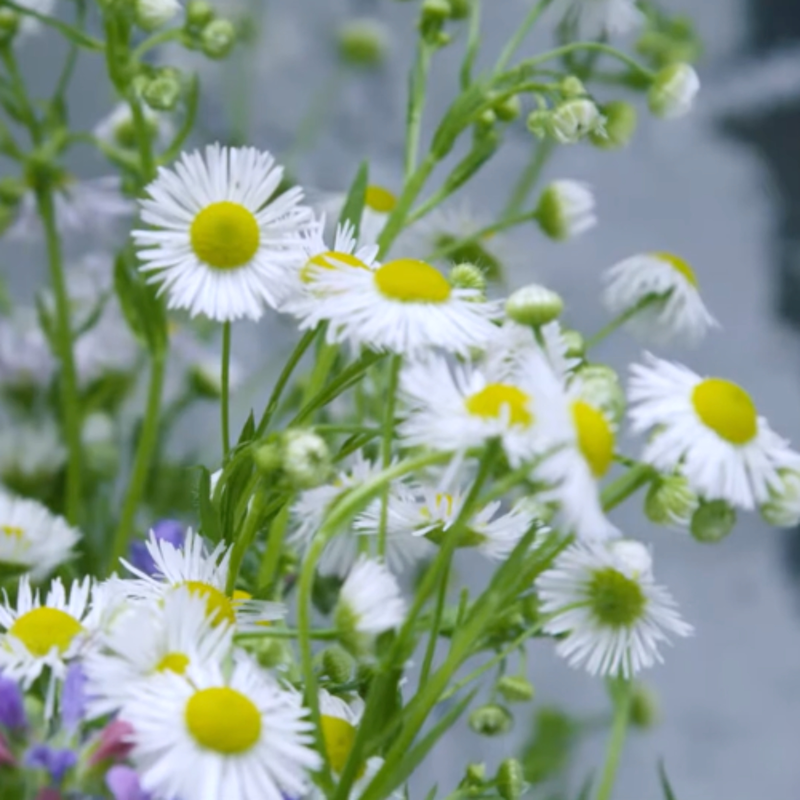 Obrázek epizody Modlitba růžence - Slavná tajemství