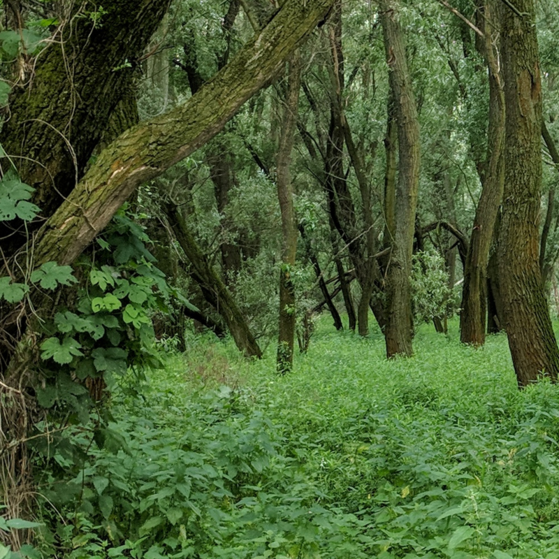Obrázek epizody Čermiansky močiar
