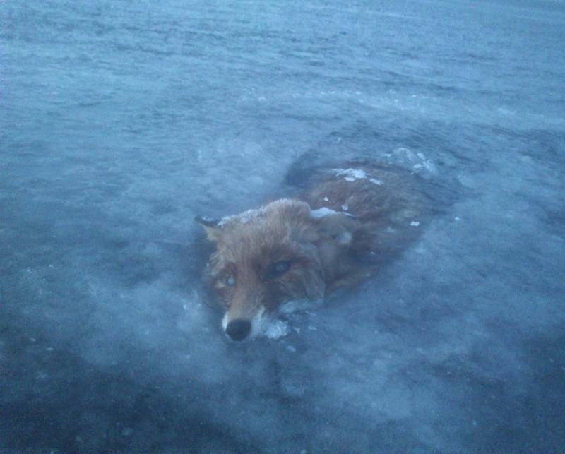 Obrázek epizody Super Cool