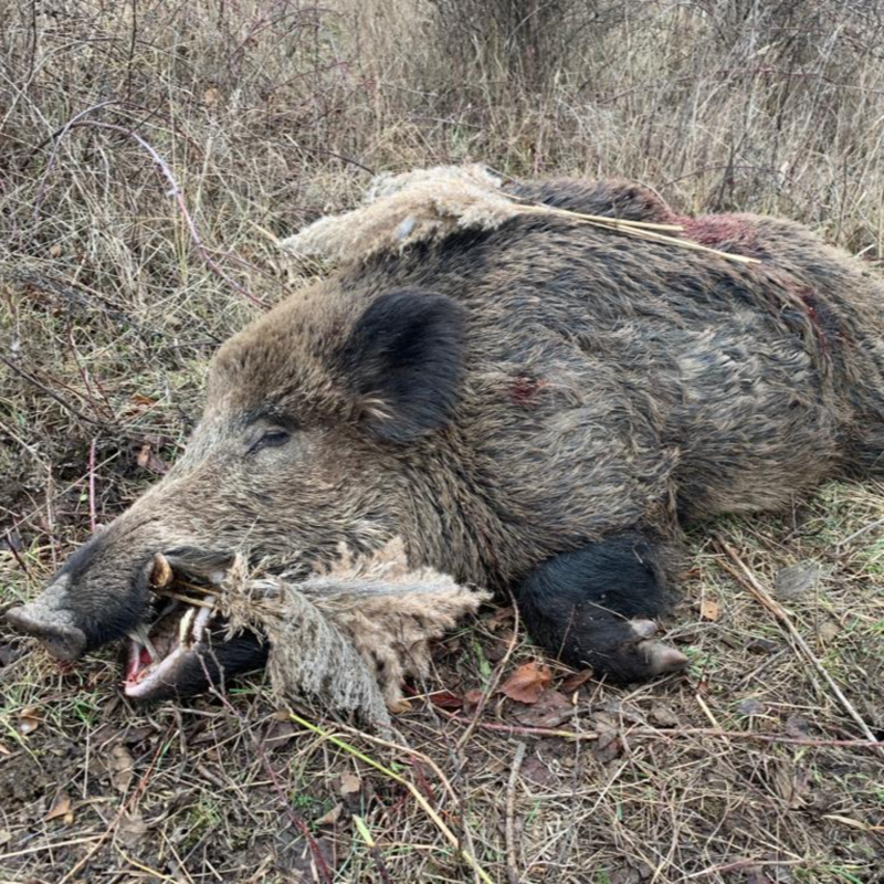 Obrázek epizody Odlov divokých prasat v Mostě.