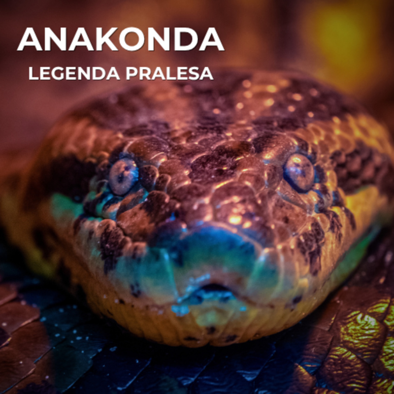 Obrázek epizody 60: Nejmohutnější had světa, který si poradí s kapybarou i kajmanem a spořádá je v kuse