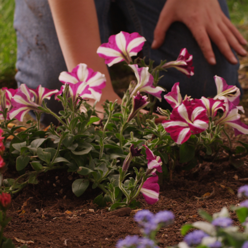 Obrázek epizody Skvělá zpráva! Most připravuje k pronájmu nové zahrádky na okraji města