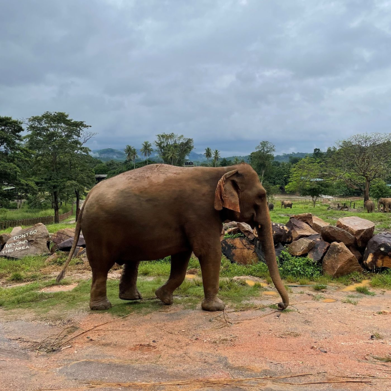 Obrázek epizody Ešus 24/1/2022: Jana na Srí Lance
