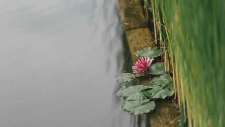 Obrázek epizody HOROSKOPY: Váhy, láska má různé podoby. Vykolejit vás můžou drobné obtíže