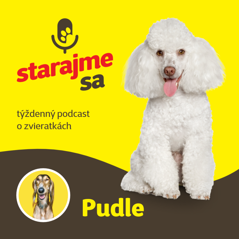 Obrázek epizody Psy: Pudle
