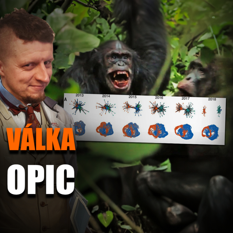 Obrázek epizody Velká šimpanzí válka poprvé detailně popsána | Vědátornews