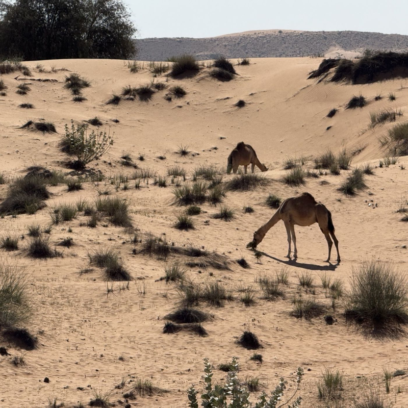 Obrázek epizody Ešus 23/3/2026 Nikol, František a Blízký východ