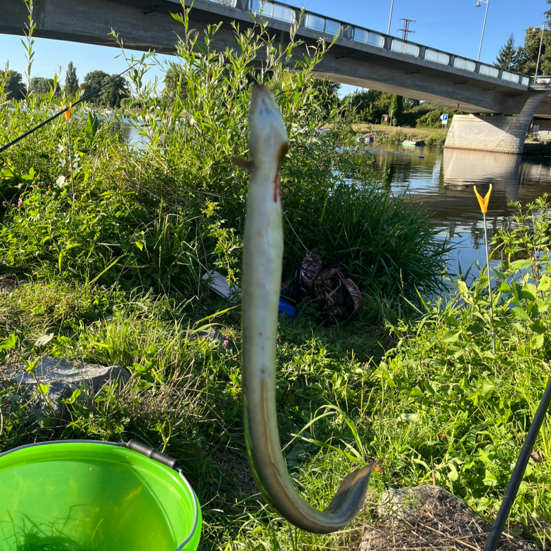 Obrázek epizody Úhoř a candát 26. díl