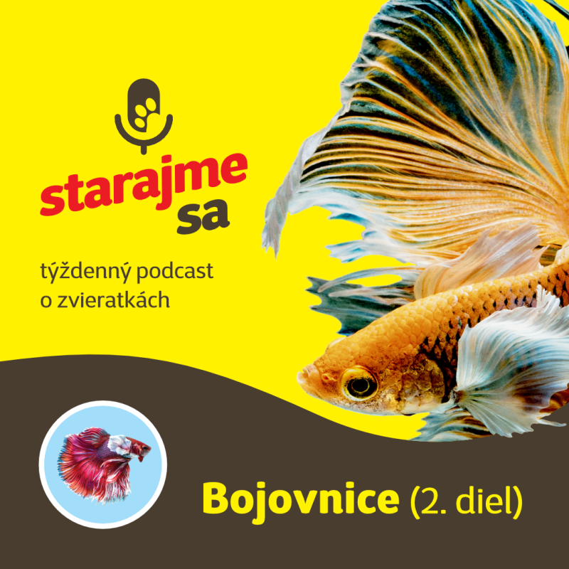 Obrázek epizody Akvaristika: Bojovnice 2.časť
