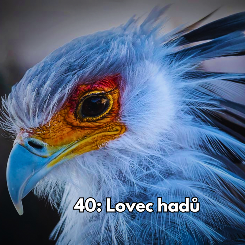 Obrázek epizody 40: Lovec hadů