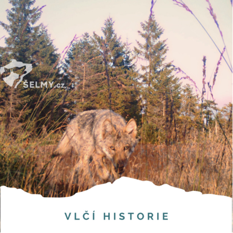 Obrázek epizody #5 KRUŠNOTO(u)LKY - O vlcích, aneb jak vidím jejich historii