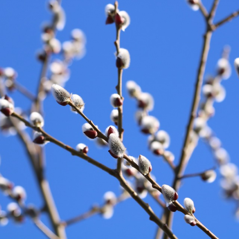 Obrázek epizody Květná neděle