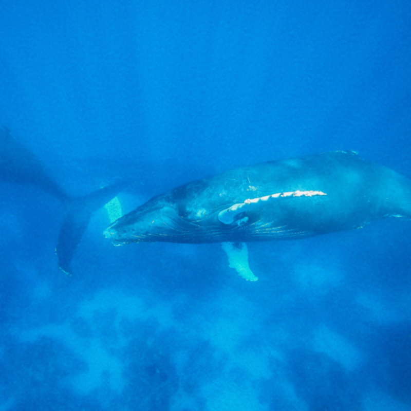 Obrázek epizody #2 Velryby a náš splněný sen.