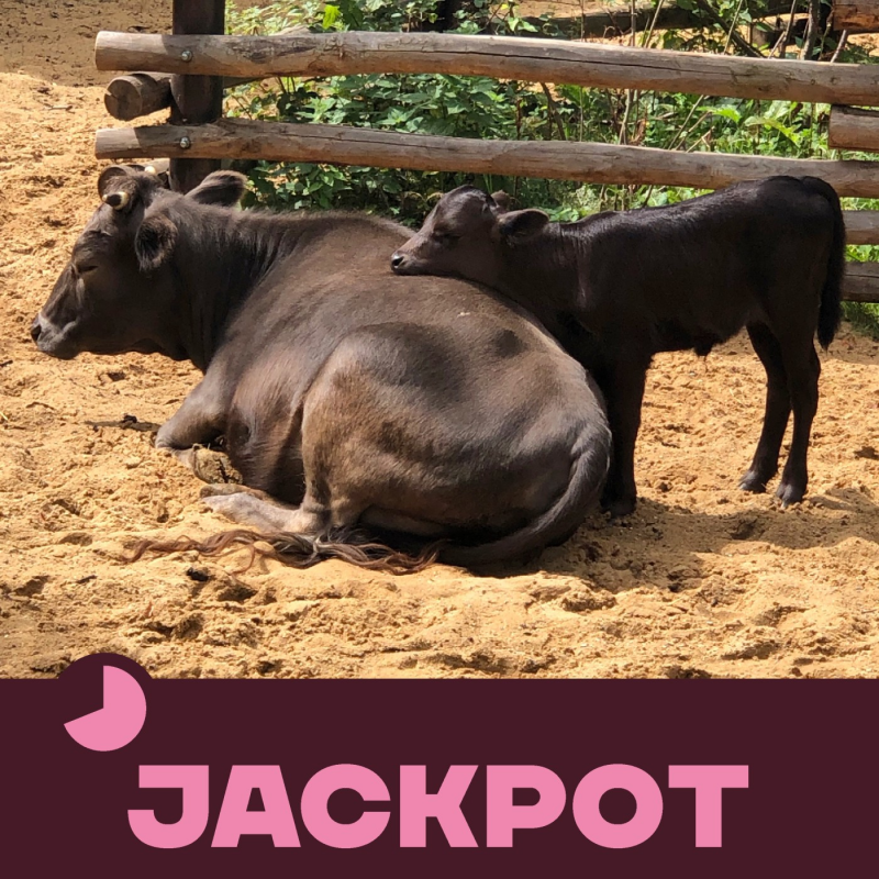 Obrázek epizody JACKPOT 01