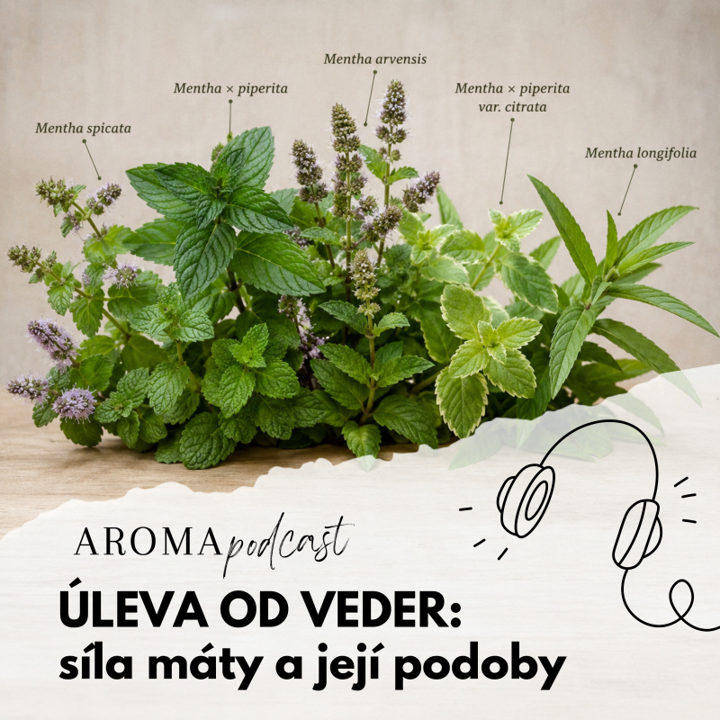 Obrázek epizody #024 Úleva do veder: síla máta a její podoby