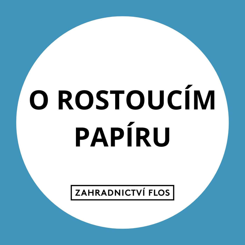 Obrázek epizody O rostoucím papíru