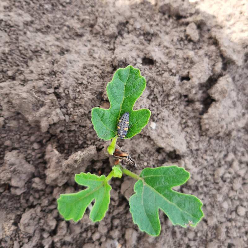 Obrázek epizody #13: Ovocnářství a klimatická změna