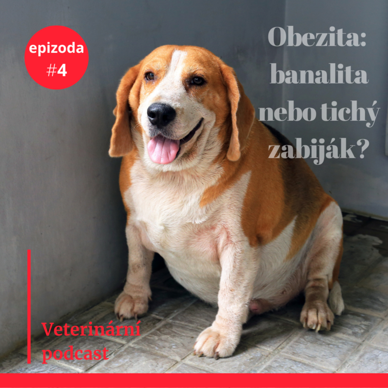 Obrázek epizody #4 Obezita a diabetes mellitus