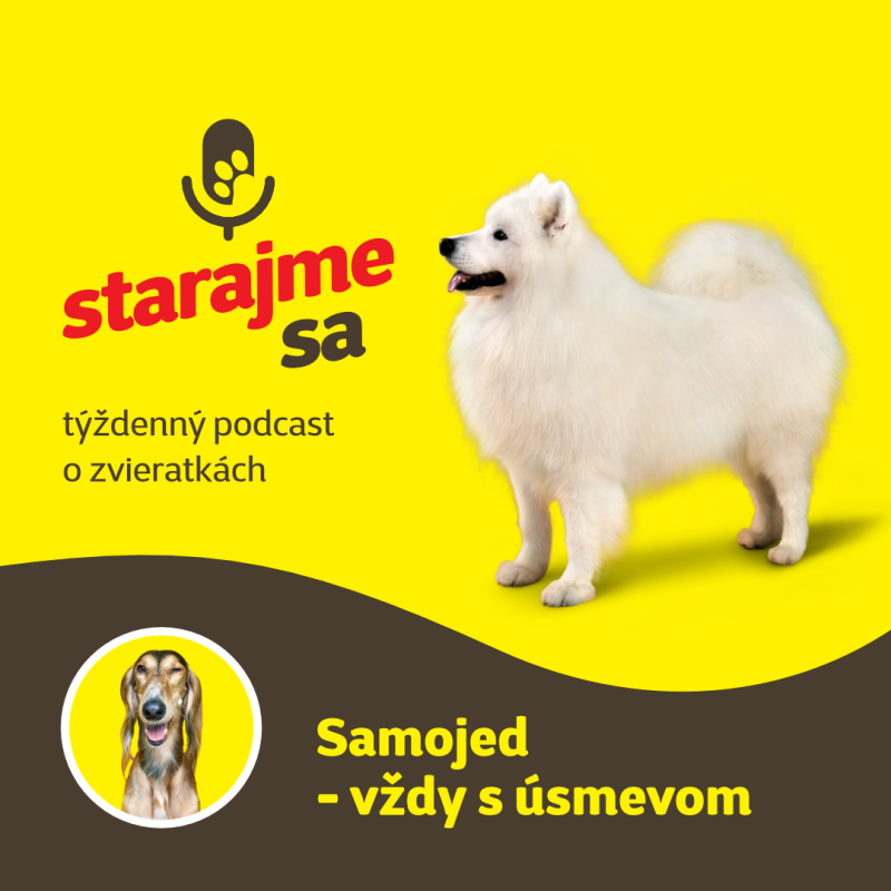 Obrázek epizody Psy: Samojed - vždy s úsmevom