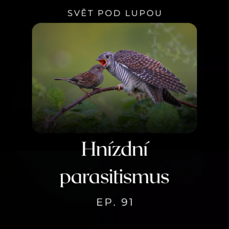 Obrázek epizody #91: Hnízdní parasitismus