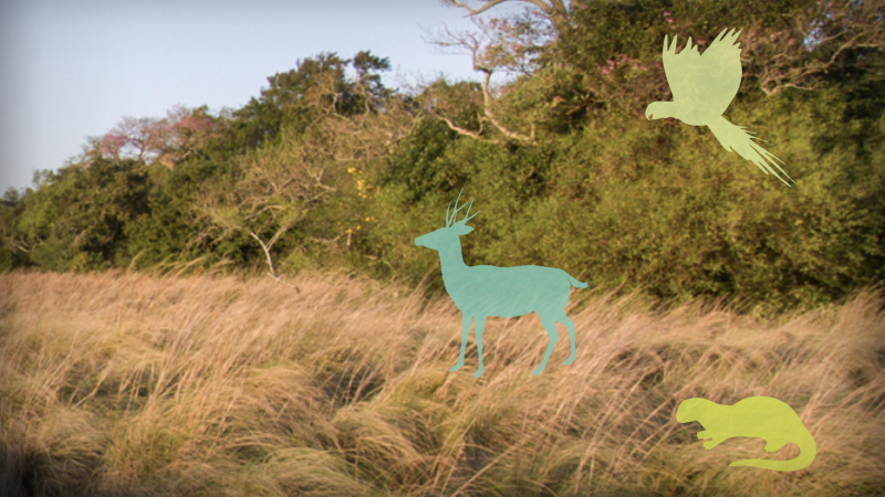 Obrázek epizody A bold plan to rewild the Earth — at massive scale  | Kristine McDivitt Tompkins