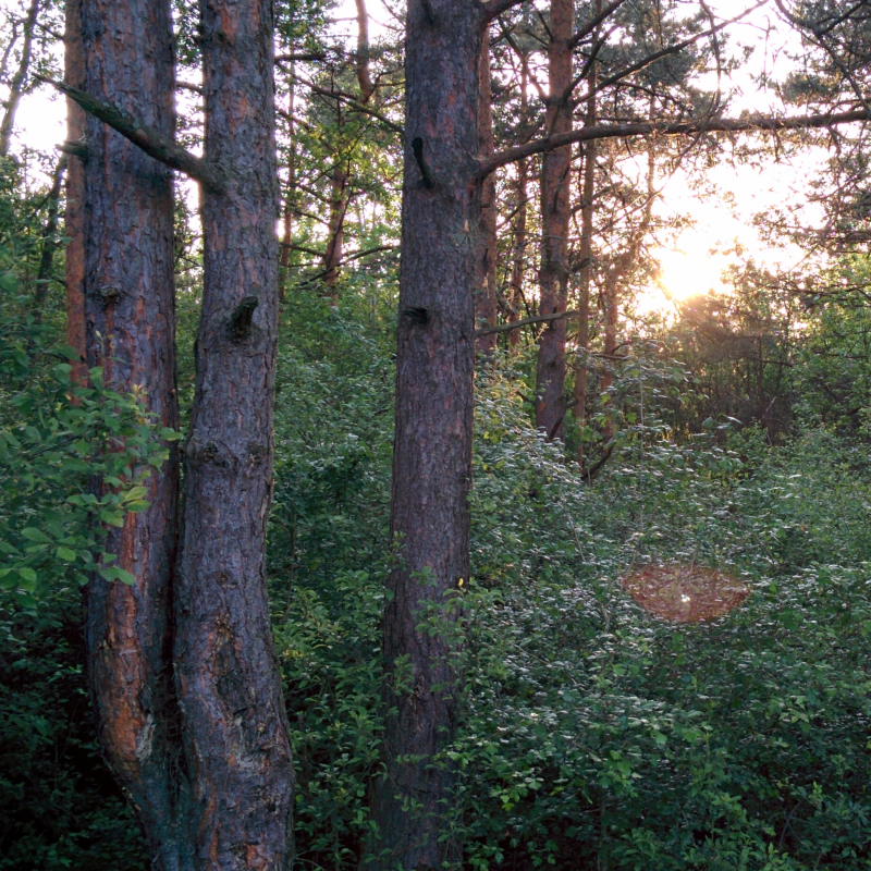 Obrázek epizody Les pod hradiskom v Žiline