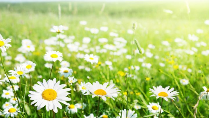 Obrázek epizody HOROSKOPY: Lvi, oč dramatičtější prožijte hádku, o to sladší bude usmiřování