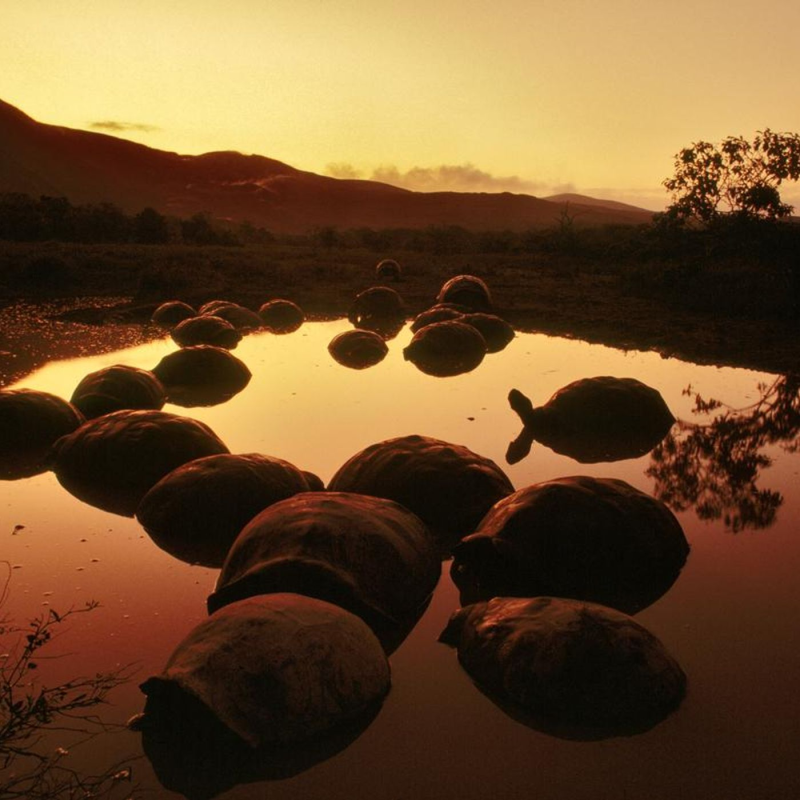 Obrázek epizody Galapagos