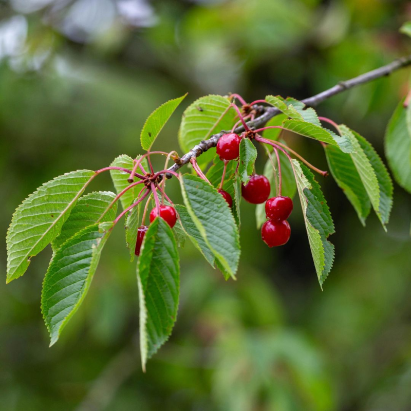 Obrázek epizody Zbrkle uřezaná větev
