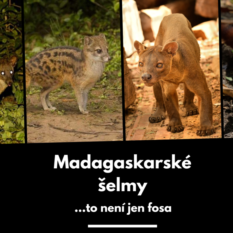 Obrázek epizody 19: Záhadné šelmy Madagaskaru
