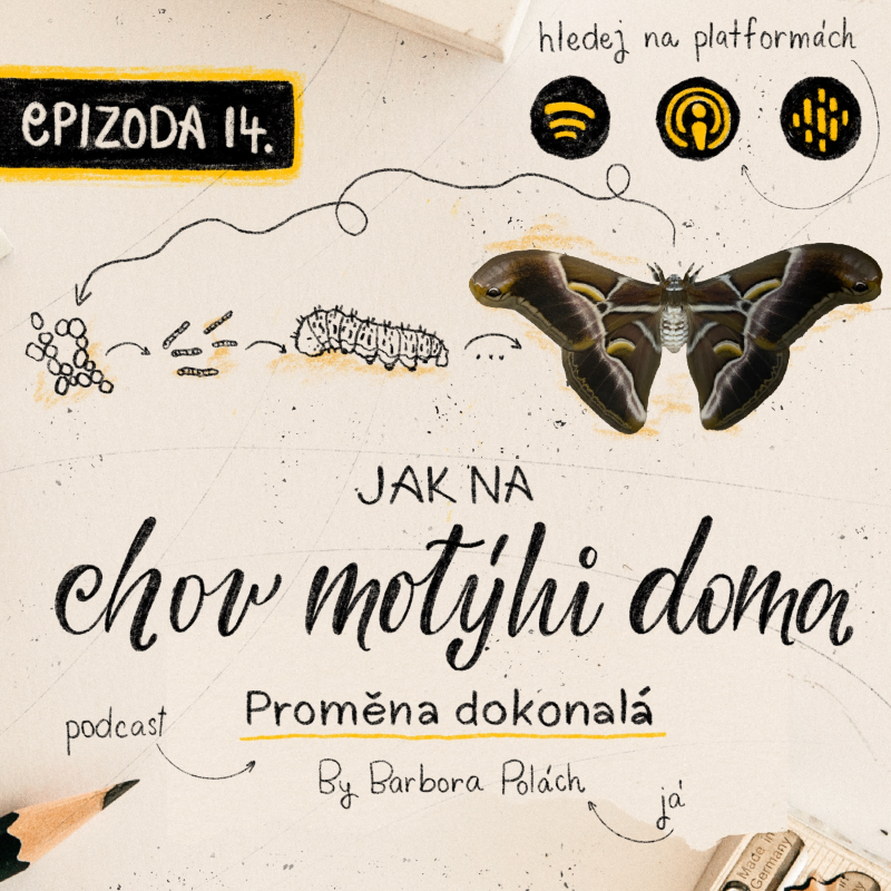 Obrázek epizody #14 Jak na chov motýlů doma? [martináč pajasanový]
