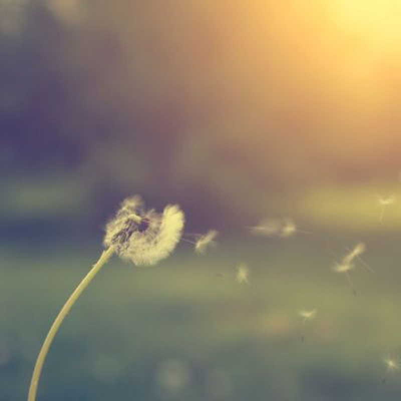 Obrázek epizody Summer Breeze: Wind Sounds