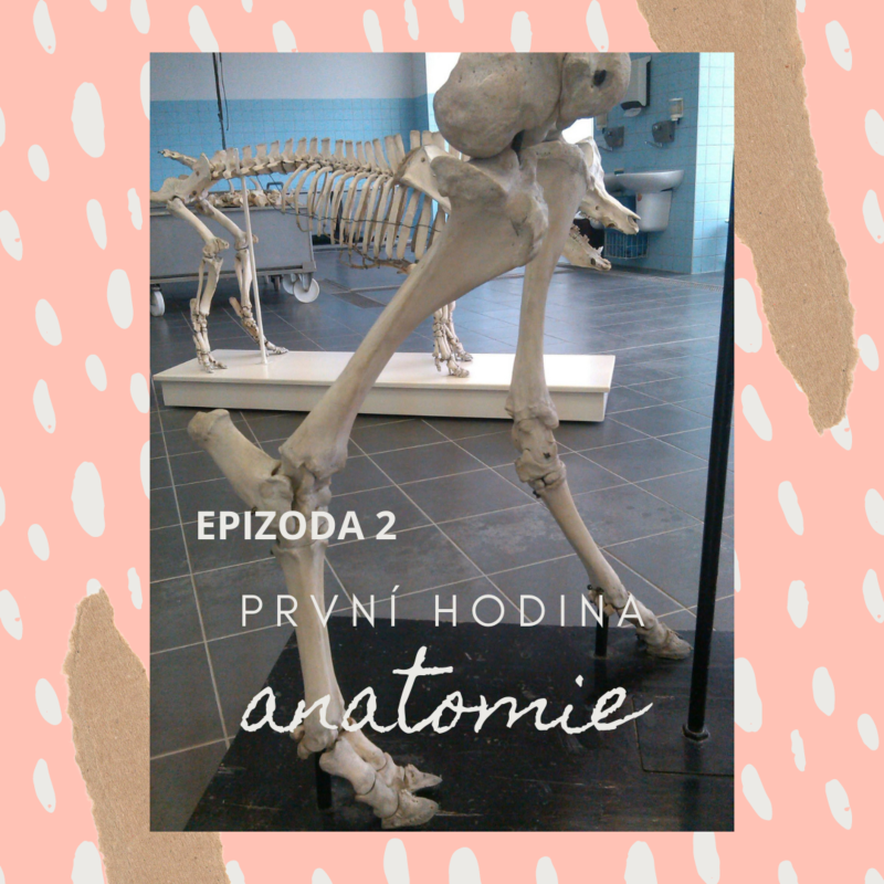 Obrázek epizody #2 První hodina anatomie