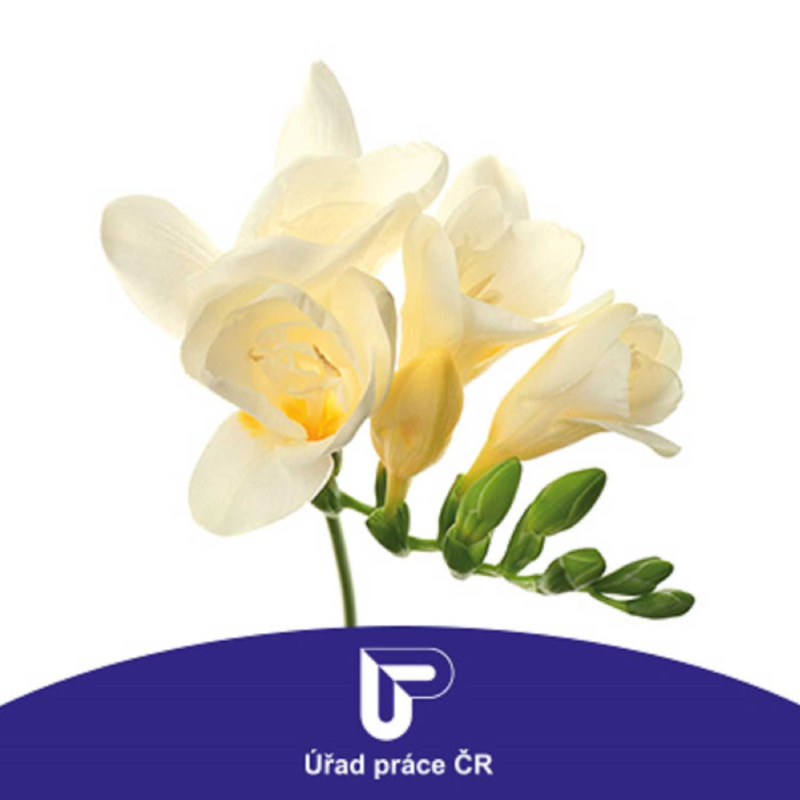 Obrázek epizody POHŘEBNÉ