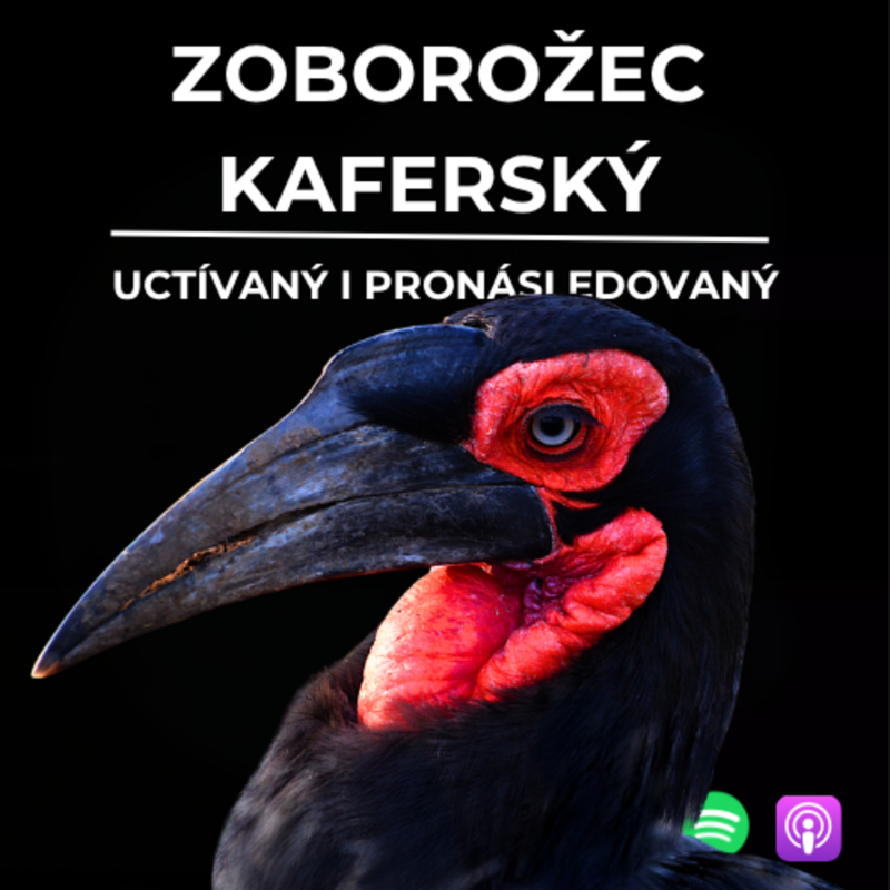 Obrázek epizody 79: Uctívaný i pronásledovaný | Zoborožec kaferský