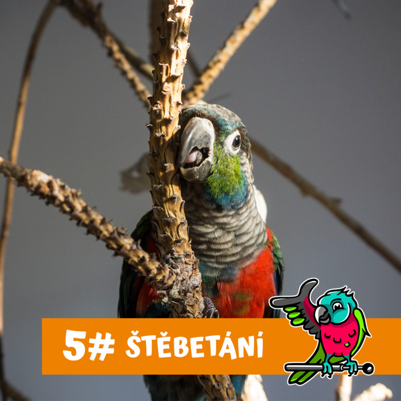 Obrázek epizody Nový papoušek klove, co dělat?